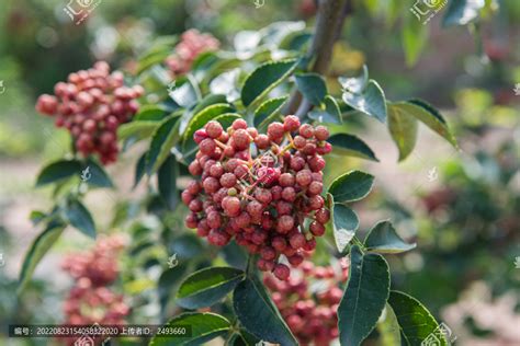 花椒树|花椒